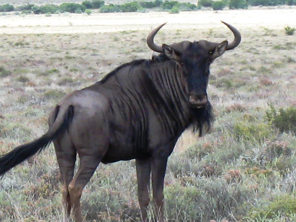 The Vale Karoo Farm Nelspoort